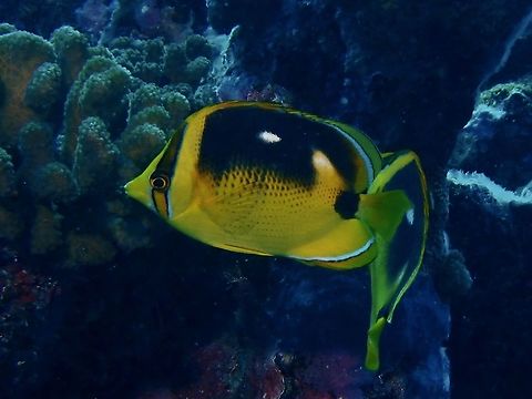 Four-Spotted Butterflyfish - Chaetodon quadrimaculatus Butterflyfish,Chaetodon quadrimaculatus,Fish,Four-Spotted Butterflyfish,French Polynesia,Tahiti