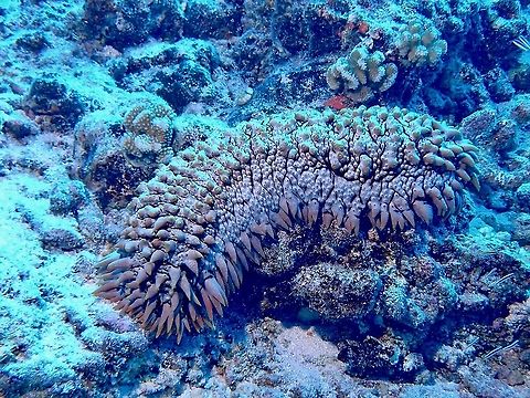 Pineapple Sea Cucumber - Thelenota ananas A large sized Sea Cucumber that is easily 0.5 meter or longer, it has many appendages giving it the look of the skin of pineapple, hence its name - T.ananas.  This species is listed as Endangered. French Polynesia,Pineapple Sea Cucumber,Sea Cucumber,Tahiti,Thelenota ananas