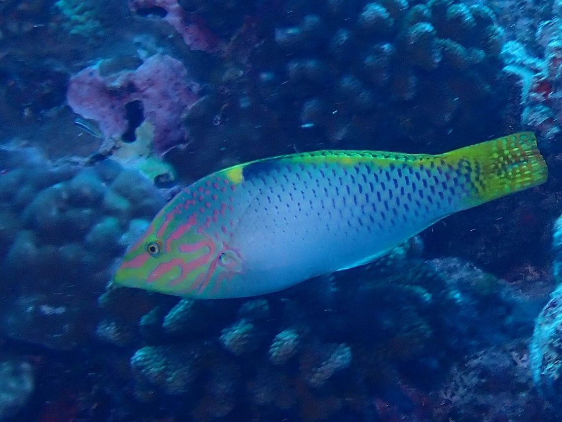 Checkerboard Wrasse - Halichoeres hortulanus  Checkerboard wrasse,Fish,French Polynesia,Halichoeres hortulanus,Tahiti,Wrasse