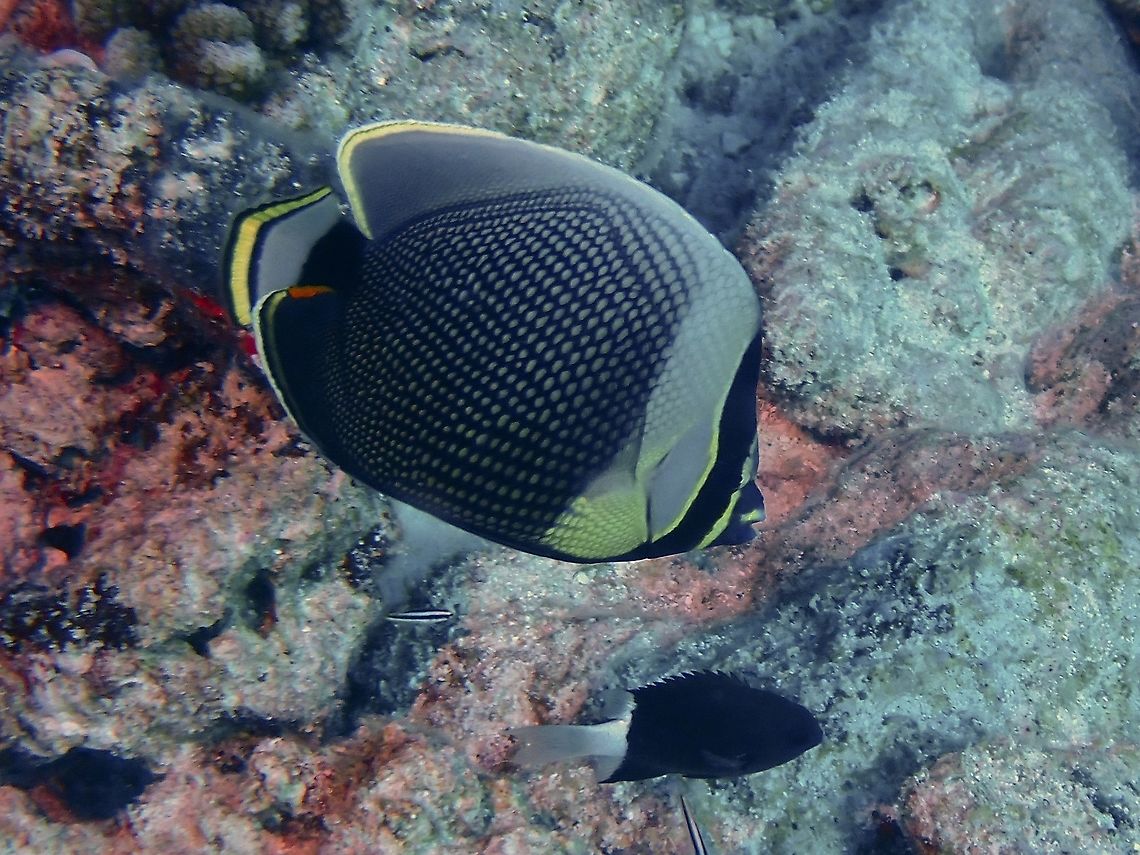 Reticulated Butterflyfish - Chaetodon reticulatus  Butterflyfish,Chaetodon reticulatus,Fish,French Polynesia,Mailed butterflyfish,Reticulated Butterflyfish,Tahiti