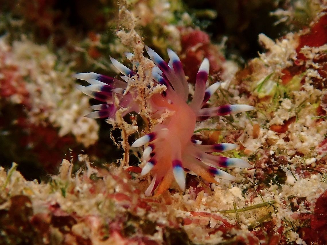 Desirable Flabellina - Coryphellina exoptata Its got its common name Desirable Flabellina as when it was first desribed, it was placed under the genus Flabelinna but not reclassified to the genus Coryphellina. Coryphellina exoptata,Desirable Flabellina,French Polynesia,Nudibranch,Tahiti