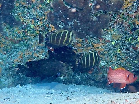 Pacific Sailfin Tang - Zebrasoma veliferum  Fish,French Polynesia,Sailfin Tang,Sailfin tang,Tahiti,Tang,Zebrasoma veliferum