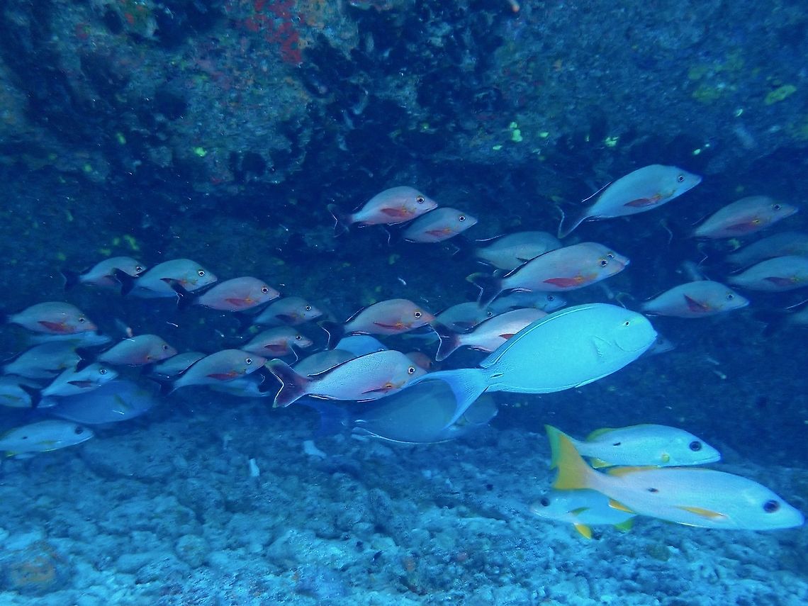 Humpback Snapper - Lutjanus gibbus  Fish,French Polynesia,Humpback Snapper,Humpback red snapper,Lutjanus gibbus,Snapper,Tahiti