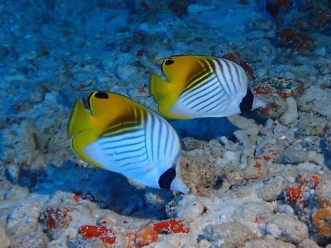 Threadfin Butterflyfish - Chaetodon auriga  Butterflyfish,Chaetodon auriga,Fish,French Polynesia,Tahiti,Threadfin Butterflyfish