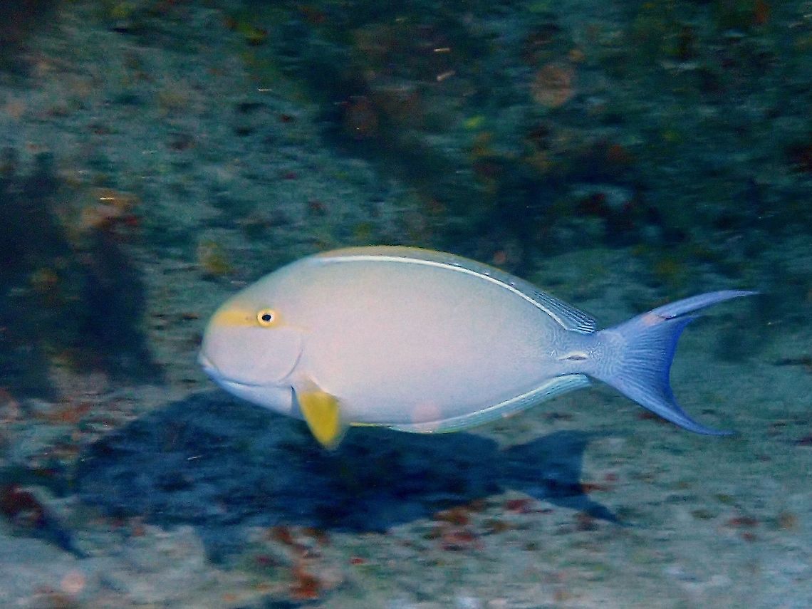Yellowfin Surgeonfish - Acanthurus xanthopterus  Acanthurus xanthopterus,Fish,French Polynesia,Surgeonfish,Tahiti,Yellowfin Surgeonfish