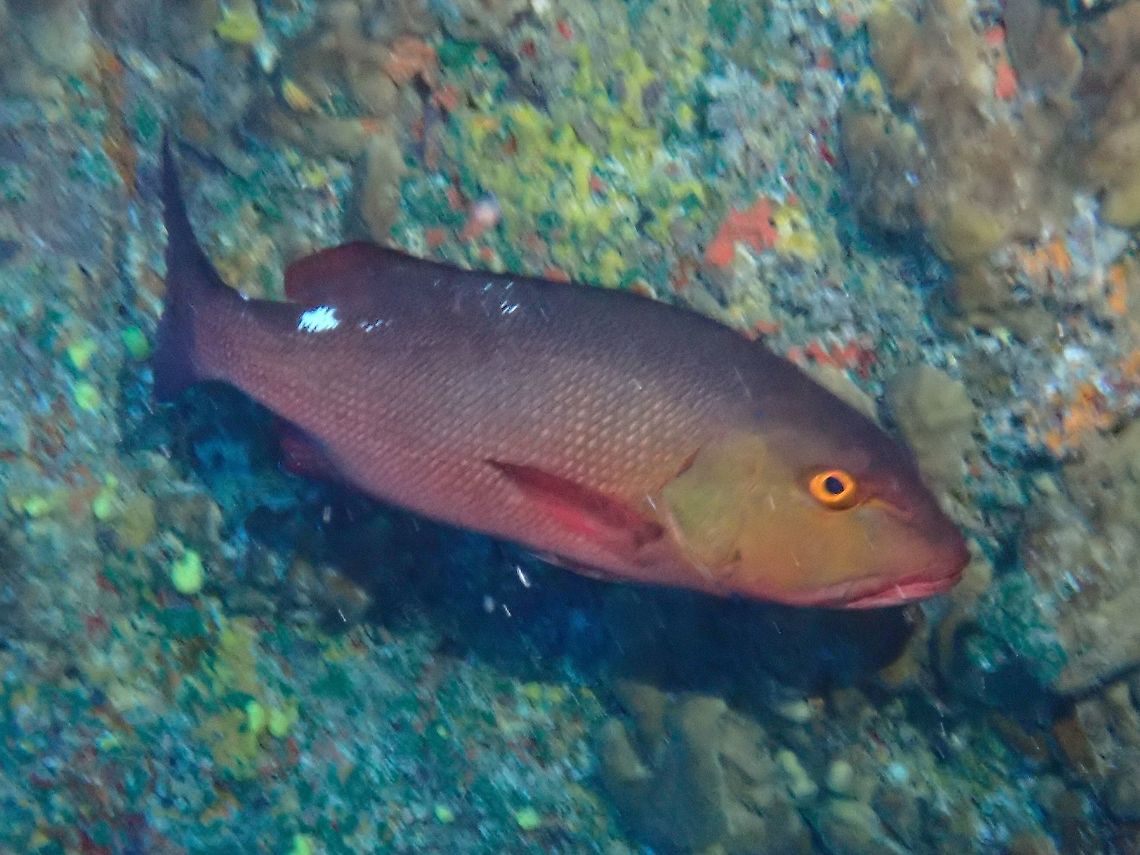 Red Snapper - Lutjanus bohar  Fish,French Polynesia,Lutjanus bohar,Red Snapper,Snapper,Tahiti,Two-spot red snapper