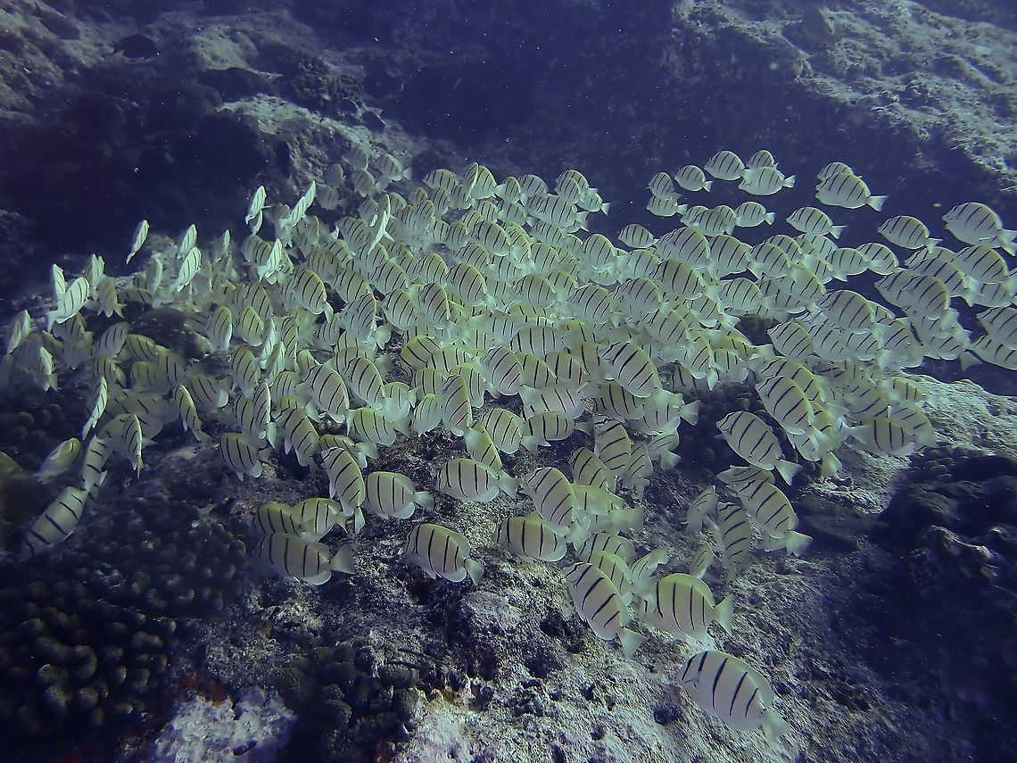 Convict Surgeonfish - Acanthurus triostegus  Acanthurus triostegus,Convict Surgeonfish,Fish,French Polynesia,Tahiti