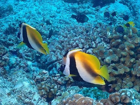 Masked Bannerfish - Heniochus monoceros  Bannerfish,Fish,French Polynesia,Heniochus monoceros,Masked Bannerfish,Tahiti