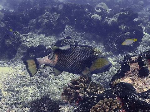 Titan Triggerfish - Balistoides viridescens  Balistoides viridescens,Fish,French Polynesia,Tahiti,Titan Triggerfish,Triggerfish
