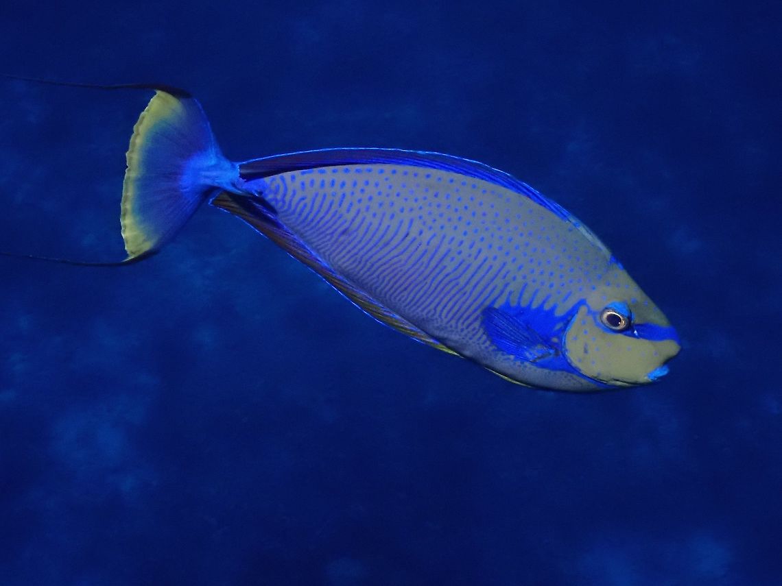 Bignose Unicornfish - Naso vlamingii  Bignose Unicornfish,Fish,French Polynesia,Naso vlamingii,Tahiti,Unicornfish