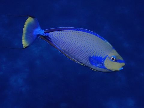 Bignose Unicornfish - Naso vlamingii  Bignose Unicornfish,Fish,French Polynesia,Naso vlamingii,Tahiti,Unicornfish