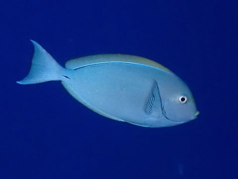 Yellowmask Surgeonfish - Acanthurus mata  Acanthurus mata,Blue-lined surgeonfish,Fish,French Polynesia,Surgeonfish,Tahiti,Yellowmask Surgeonfish