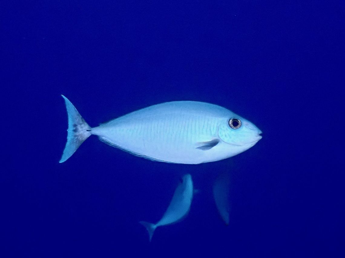 One Spine Unicornfish - Naso thynnoides  Fish,French Polynesia,Naso thynnoides,One Spine Unicornfish,Tahiti,Unicornfish