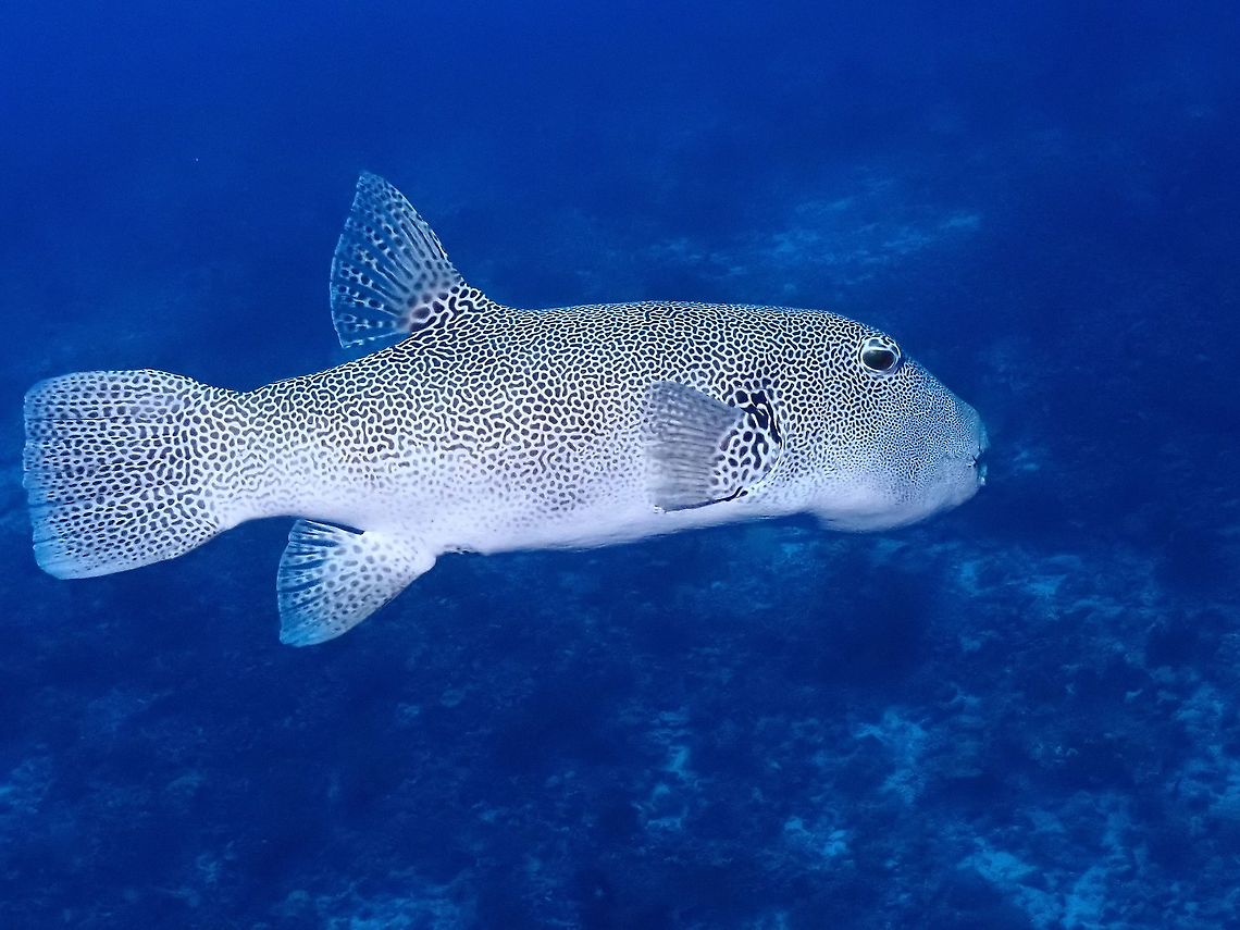 Starry Puffer - Arothron stellatus  Arothron stellatus,Fish,French Polynesia,Pufferfish,Starry Puffer,Tahiti