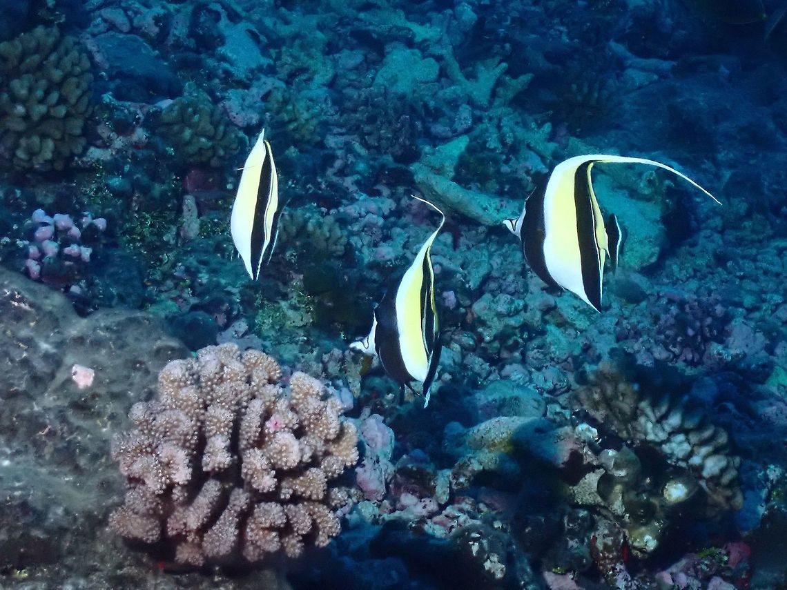 Moorish Idol - Zanclus cornutus  Fish,French Polynesia,Moorish Idol,Tahiti,Zanclus cornutus