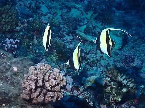 Moorish Idol - Zanclus cornutus  Fish,French Polynesia,Moorish Idol,Tahiti,Zanclus cornutus