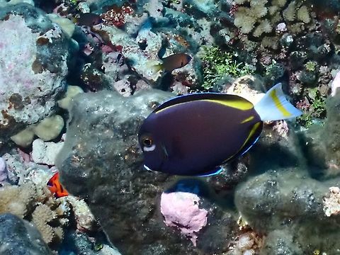 Whitecheek Surgeonfish - Acanthurus nigricans Dark borwn to navy blue or black, white tail with yellow bar, white patch below eye, white ring behind mouth, yellow line at base of dorsal and anal fins, yellow tail spine. Acanthurus nigricans,Fish,French Polynesia,Surgeonfish,Tahiti,Whitecheek Surgeonfish