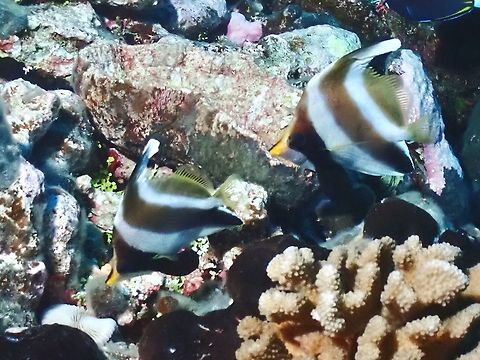 Pennant Bannerfish - Heniochus chrysostomus  Bannerfish,French Polynesia,Heniochus chrysostomus,Pennant Bannerfish,Tahiti,Threeband pennantfish