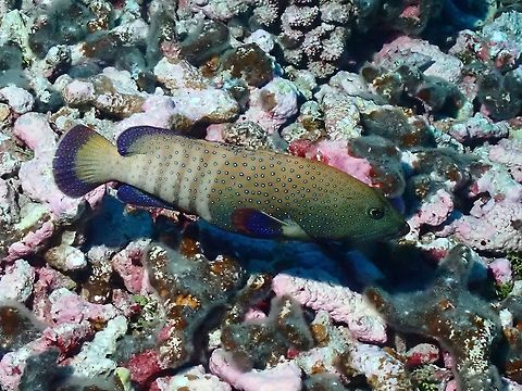 Peacock Grouper - Cephalopholis argus  Argus Grouper,Cephalopholis argus,Fish,French Polynesia,Grouper,Tahiti