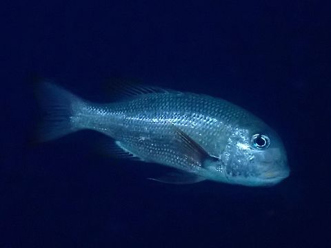 Humpnose Big-Eye Bream - Monotaxis grandoculis  Big-Eye Bream,Bream,Fish,French Polynesia,Humpnose Big-Eye Bream,Monotaxis grandoculis,Tahiti