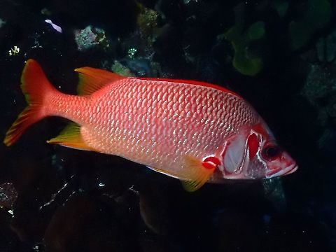 Sabre Squirrelfish - Sargocentron spiniferum  Fish,French Polynesia,Sabre Squirrelfish,Sargocentron spiniferum,Squirrelfish,Tahiti