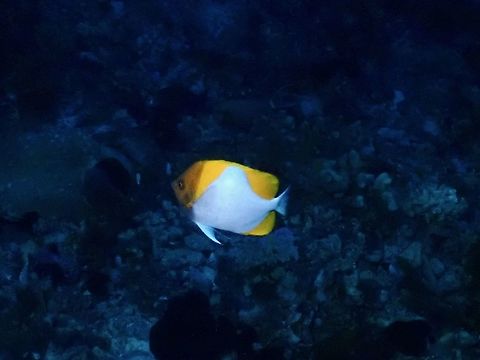 Pyramid Butterflyfish - Hemitaurichthys polylepis  Butterflyfish,Fish,French Polynesia,Hemitaurichthys polylepis,Pyramid Butterflyfish,Tahiti