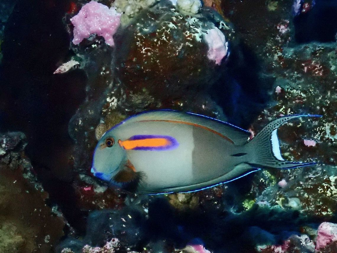 Orange Band Surgeonfish - Acanthurus olivaceus  Acanthurus olivaceus,Fish,French Polynesia,Orangeband Surgeonfish,Surgeonfish,Tahiti