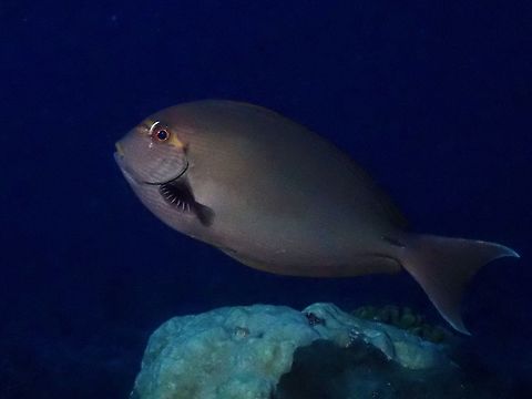 Yellowmask Surgeonfish - Acanthurus mata  Acanthurus mata,Blue-lined Surgeonfish,Fish,French Polynesia,Surgeonfish,Tahiti