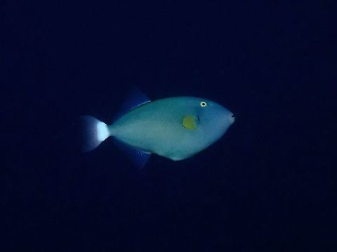Pinktail Triggerfish - Melichthys vidua  Fish,French Polynesia,Melichthys vidua,Pinktail Triggerfish,Tahiti,Triggerfish