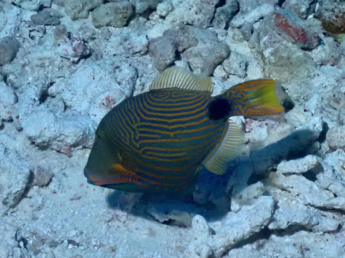Orange-Lined Triggerfish - Balistapus undulatus  Balistapus undulatus,Fish,French Polynesia,Orange-Lined Triggerfish,Tahiti,Triggerfish