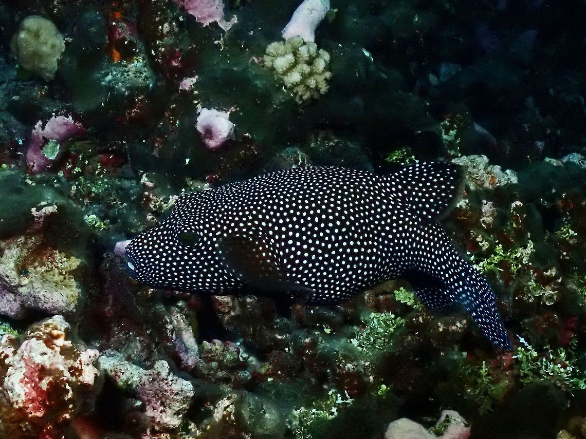 Guineafowl Puffer - Arothron meleagris  Arothron meleagris,Fish,French Polynesia,Guineafowl Puffer,Pufferfish,Tahiti