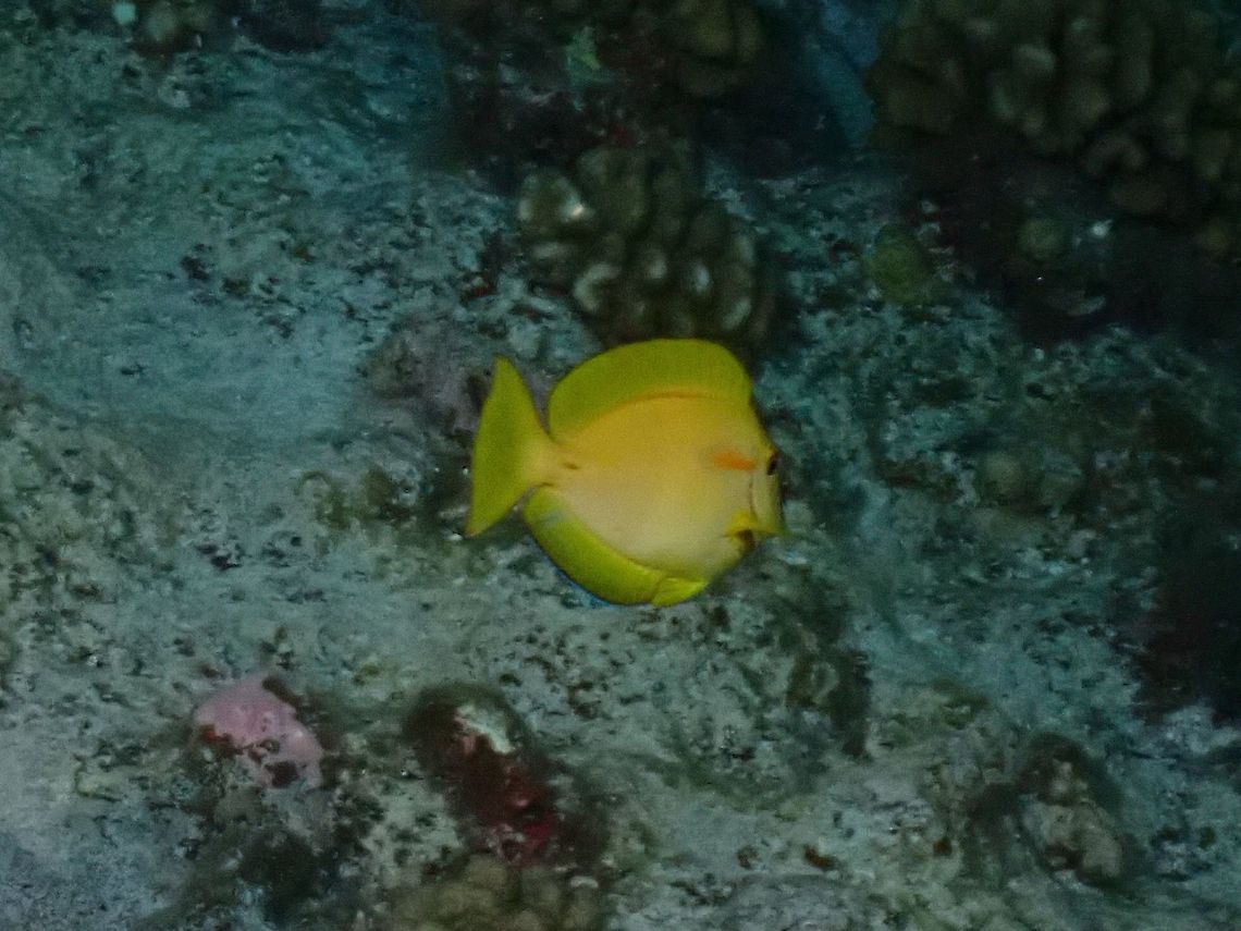 Yellow Tang - Zebrasoma flavescens, juvenile phase  Acanthurus olivaceus,Fish,French Polynesia,Orangeband Surgeonfish,Tahiti