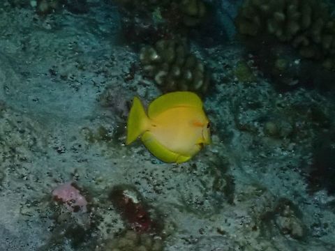 Yellow Tang - Zebrasoma flavescens, juvenile phase  Acanthurus olivaceus,Fish,French Polynesia,Orangeband Surgeonfish,Tahiti