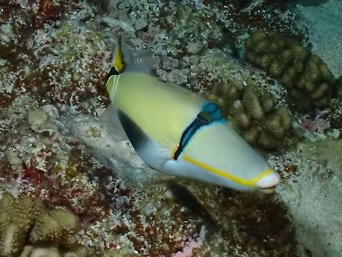Halfmoon Triggerfish - Rhinecanthus lunula  Fish,French Polynesia,Halfmoon Triggerfish,Lagoon Triggerfish,Rhinecanthus lunula,Tahiti,Triggerfish