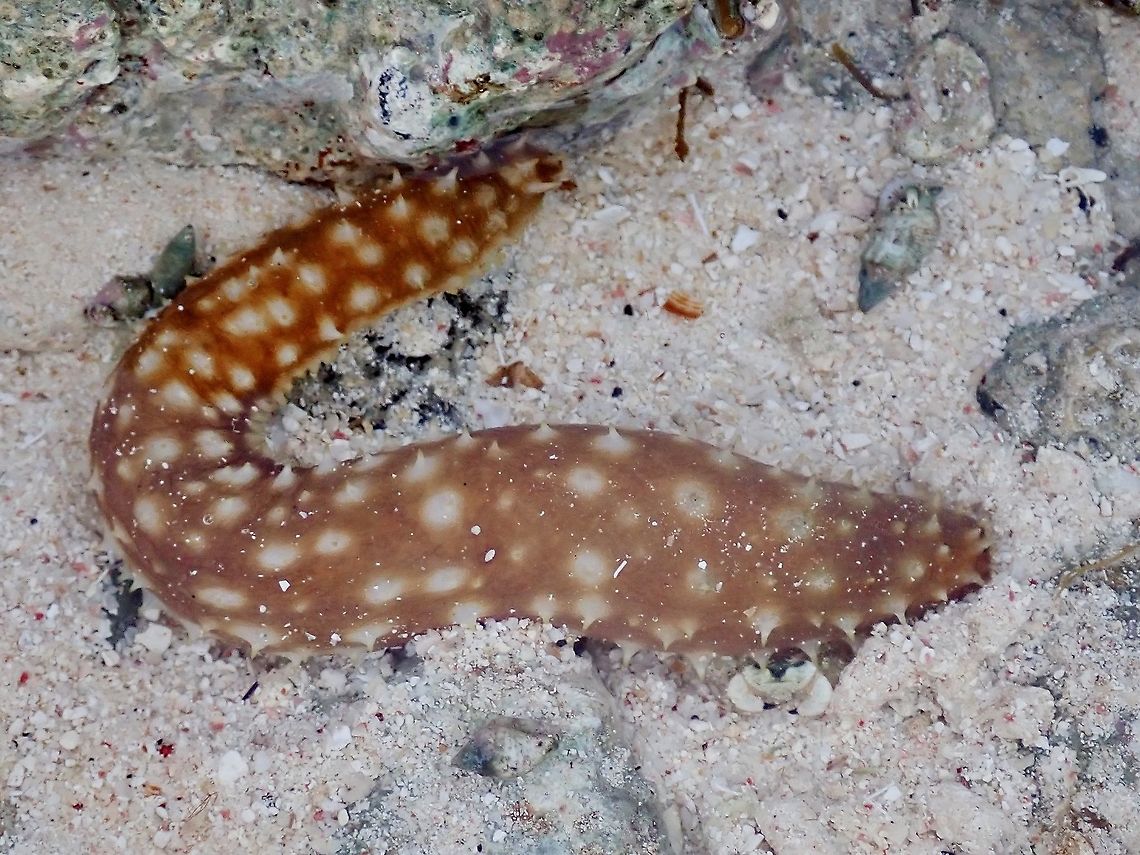 Sea Cucumber - Holothuria hilla  Frency Polynesia,Holothuria hilla,Sea Cucumber,Tahiti