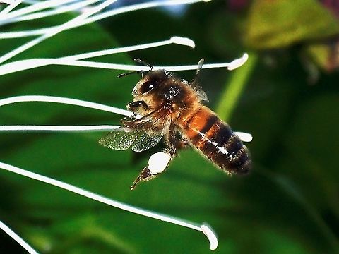 Honey Bee - Apis mellifera This is an introduces species to the islands by human activities. Apis mellifera,Bee,French Polynesia,Honey Bee,Tahiti,Western Honey Bee