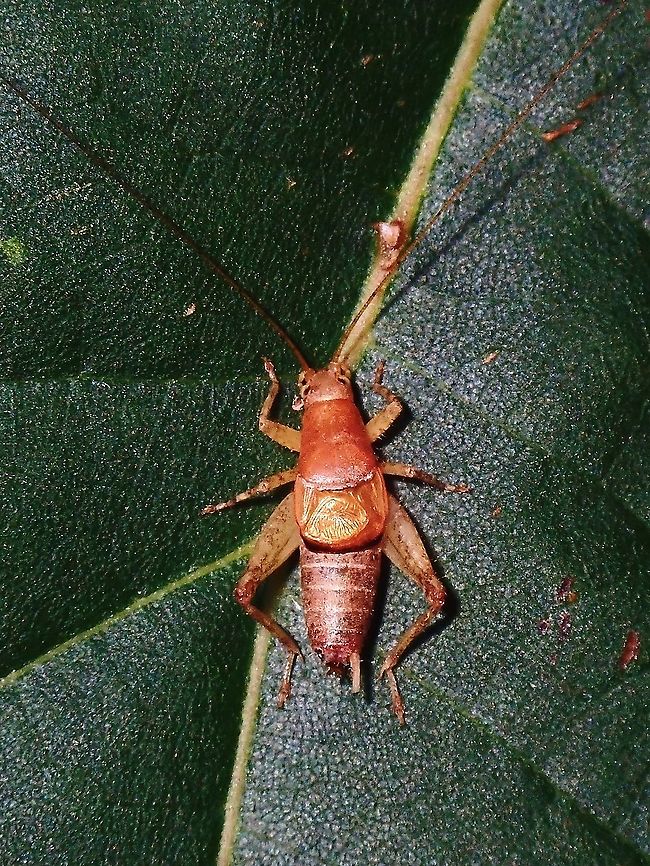 Scale Cricket - Ornebius novarae  Cricket,French Polynesia,Ornebius novarae,Scale Cricket,Tahiti