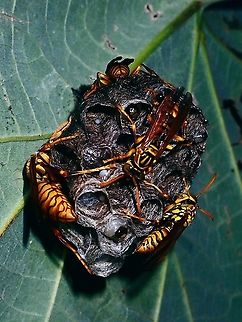 Yellow Paper Wasp - Polistes olivaceus  French Polynesia,Paper Wasp,Polistes olivaceus,Tahiti,Wasp,Yellow Oriental Paper Wasp,Yellow Paper Wasp