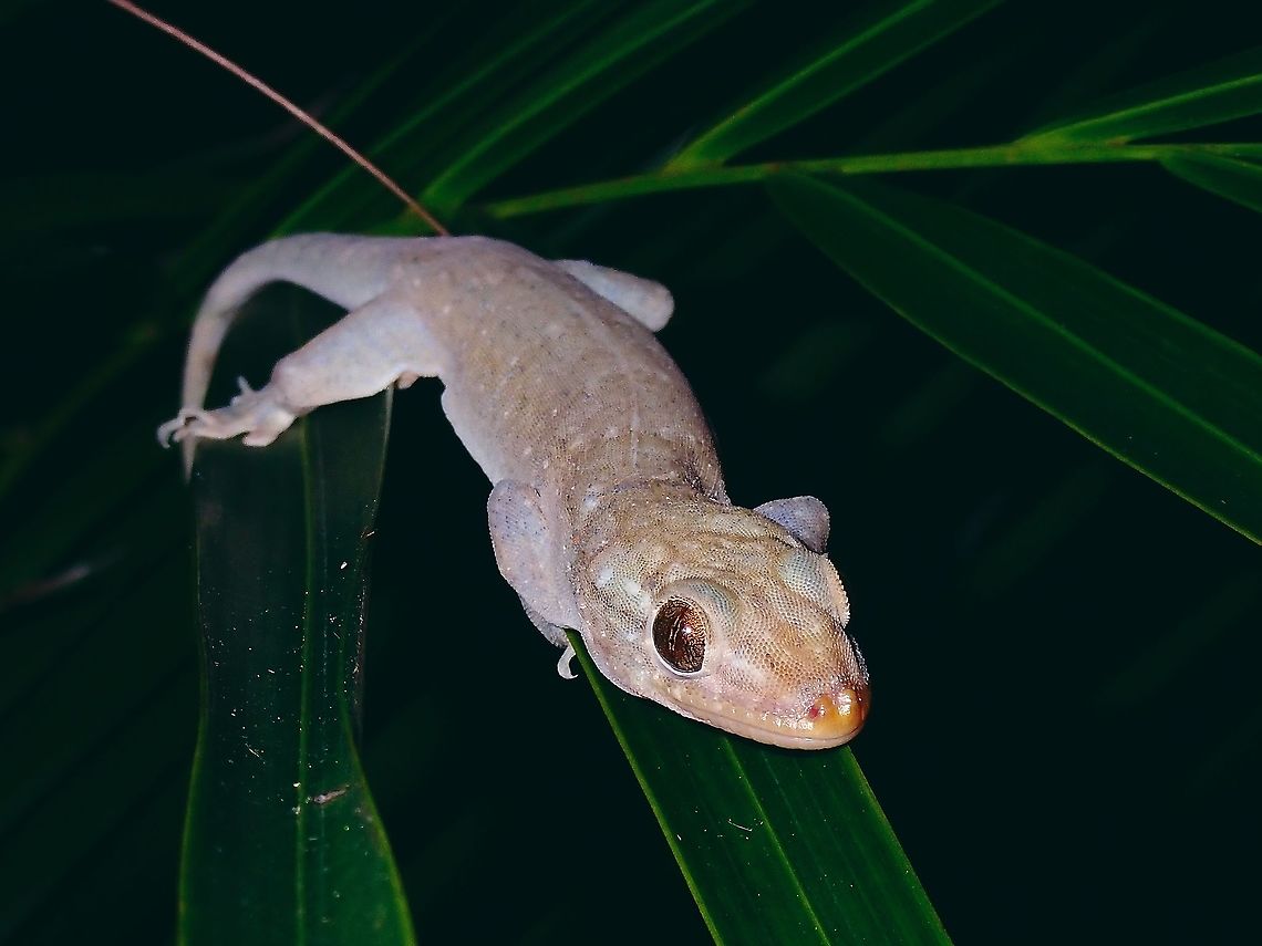 Asian House Gecko - Hemidactylus frenatus  Common House Gecko,French Polynesia,Gecko,Hemidactylus frenatus,House Gecko,Tahiti