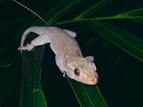 Asian House Gecko - Hemidactylus frenatus  Common House Gecko,French Polynesia,Gecko,Hemidactylus frenatus,House Gecko,Tahiti