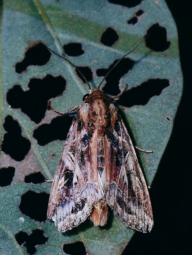Oriental Leafworm Moth - Spodoptera litura  French Polynesia,Leafworm Moth,Moth,Spodoptera litura,Tahiti,Tobacco cutworm