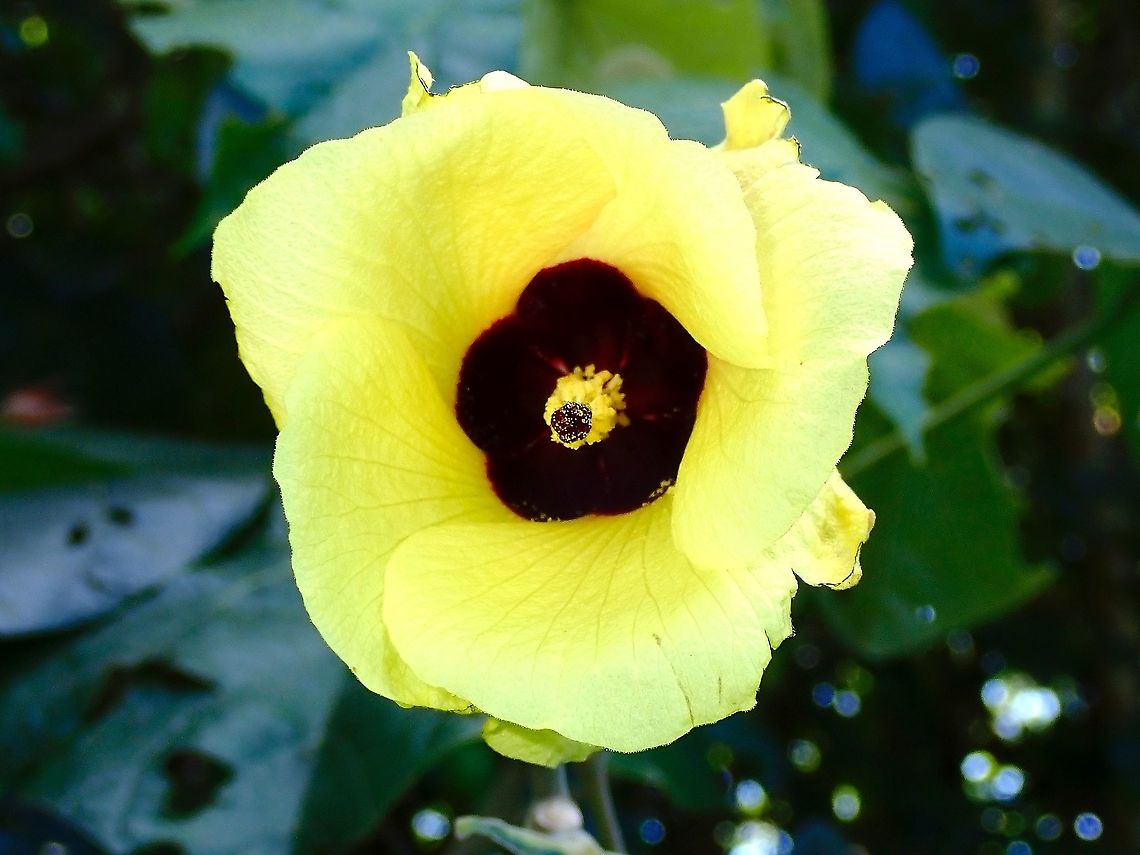Sea Hibiscus - Hibiscus tiliaceus  Flower,French Polynesia,Hibiscus,Hibiscus tiliaceus,Plant,Sea Hibiscus,Tahiti