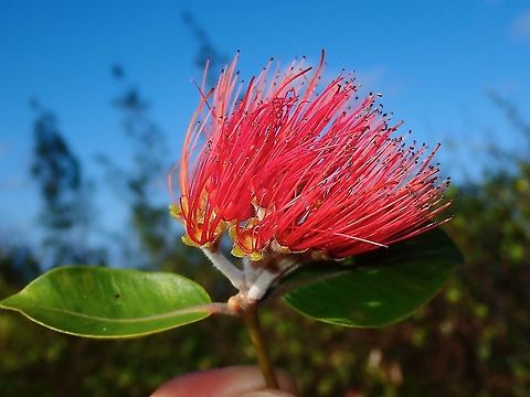 Flower - Metrosideros collina  Flower,French Polynesia,Metrosideros collina,Tahiti