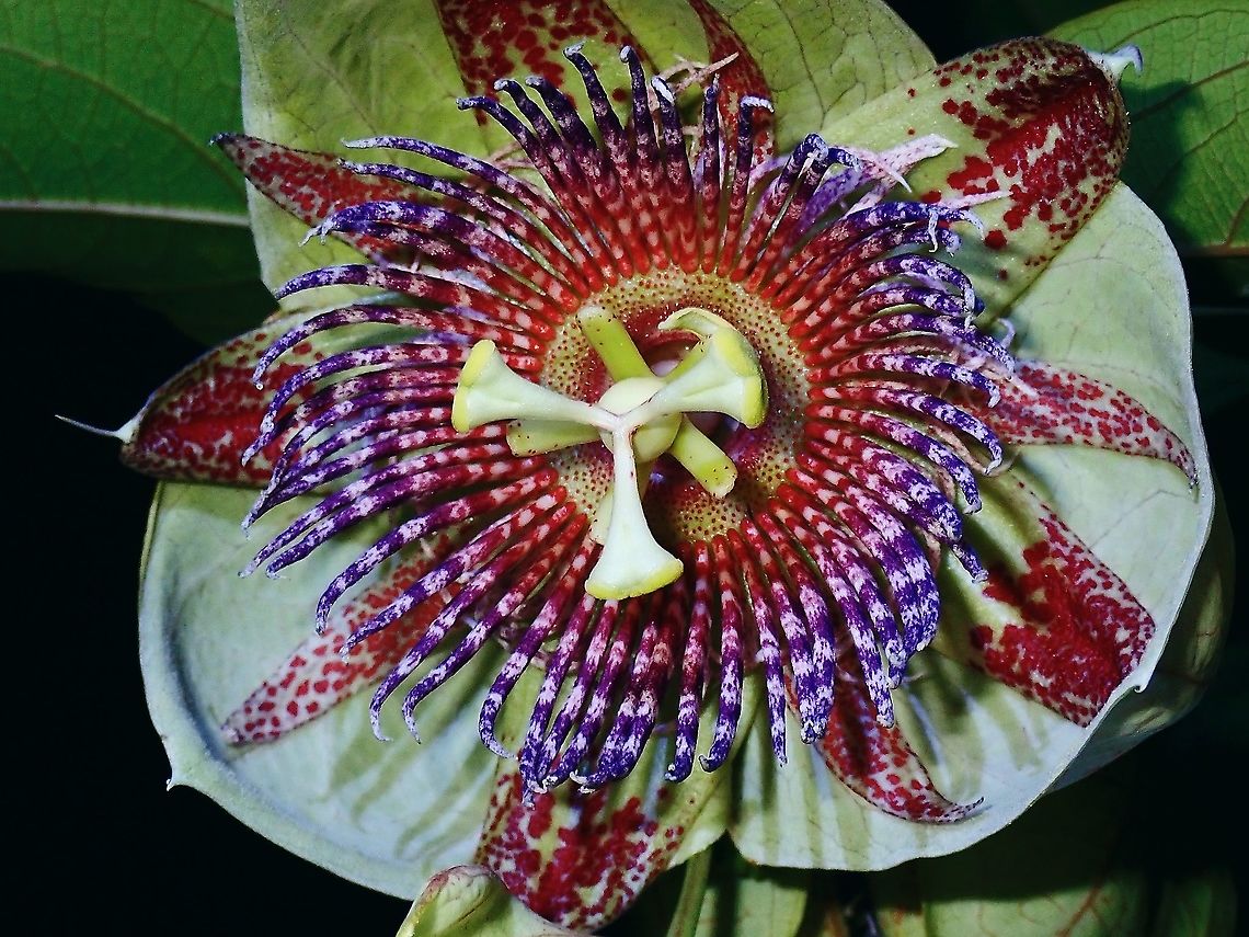 Common Passionfruit - Passiflora edulis  French Polynesia,Fruit,Passiflora edulis,Passiflora platyloba,Passion Fruit,Tahiti