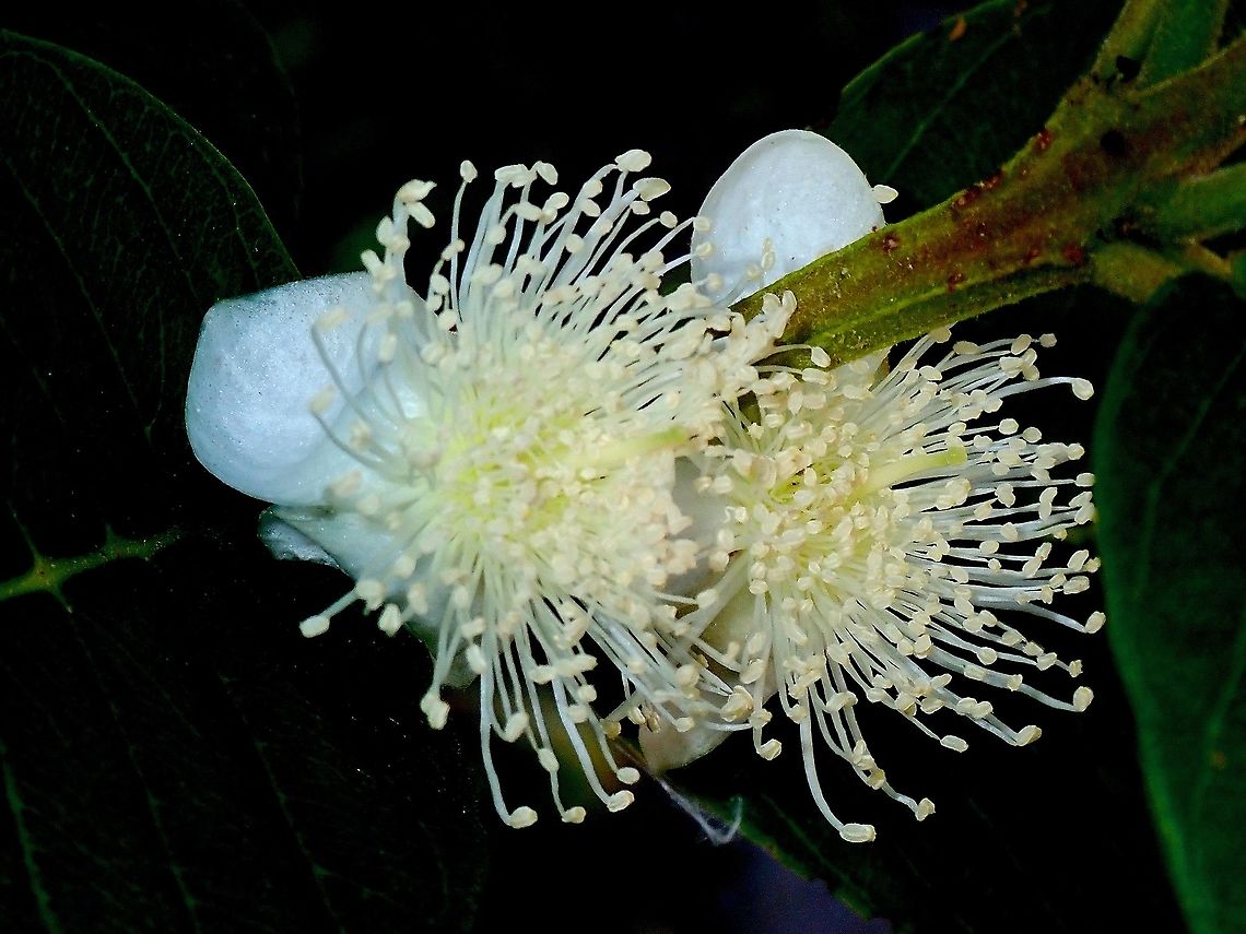 Rose Apple - Syzygium jambos  Flower,French Polynesia,Rose Apple,Syzygium jambos,Tahiti