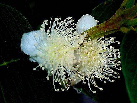 Rose Apple - Syzygium jambos  Flower,French Polynesia,Rose Apple,Syzygium jambos,Tahiti