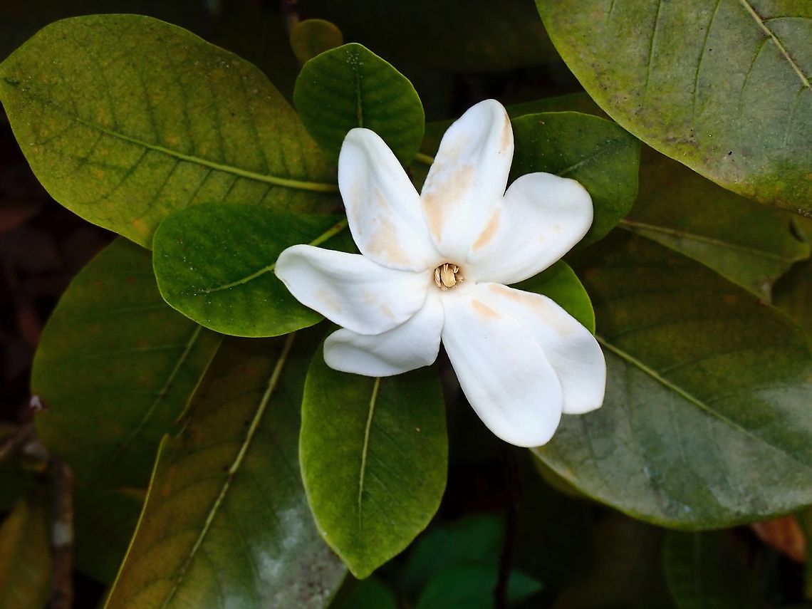 National Flower This Tahitian Gardenia - Gardenia taitensis is the national flower of Tahiti Flower,French Polynesia,Gardenia,Gardenia taitensis,Tahiti,Tahitian Gardeni