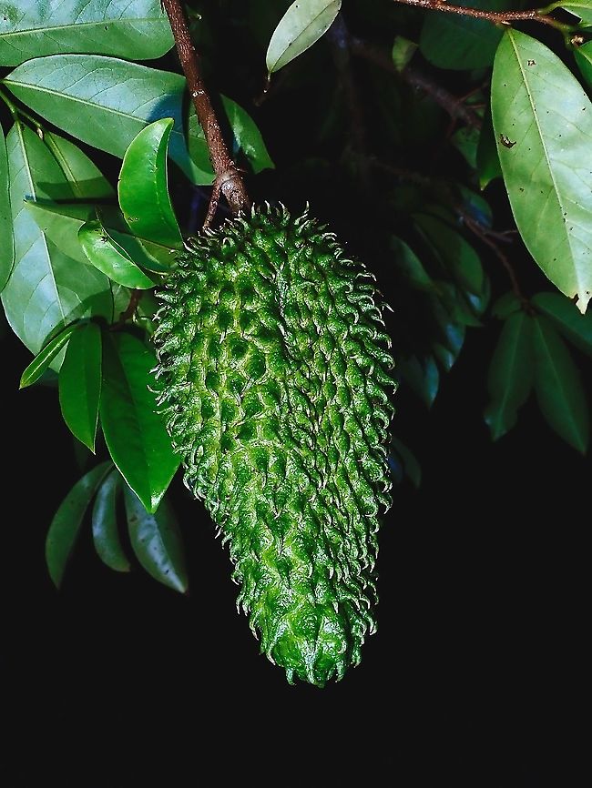 Soursop - Annona muricata  Annona muricata,French Polynesia,Fruit,Soursop,Tahiti