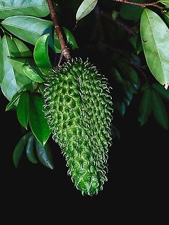 Soursop