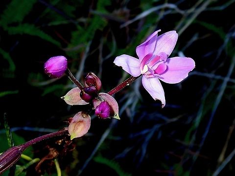 Philippine Ground Orchid - Spathoglottis plicata  Flower,French Polynesia,Ground Orchid,Orchid,Philippine Ground Orchid,Spathoglottis plicata,Tahiti
